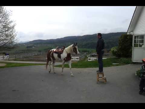 Rune Haugen and Tango come on demand.mp4