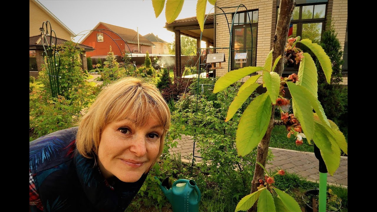 Черешня Ипуть