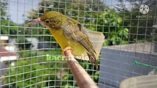 Download lagu suara Kolibri kelapa anakan mp3 Download lagu suara Kolibri kelapa anakan mp3