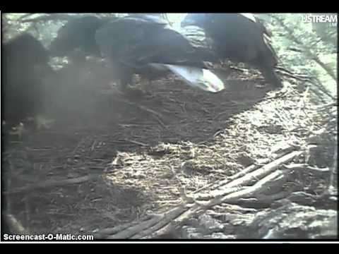 Decorah Eagles Nest 2011 06 12 8h10m