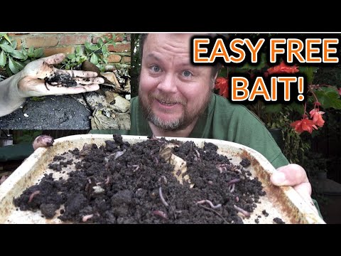 How To Collect Worms For Fishing - The Easy way! (Video 172)