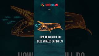 🐋 How much krill do blue whales eat daily?