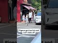 Pigeon Got Too Fat And Can't Take Of