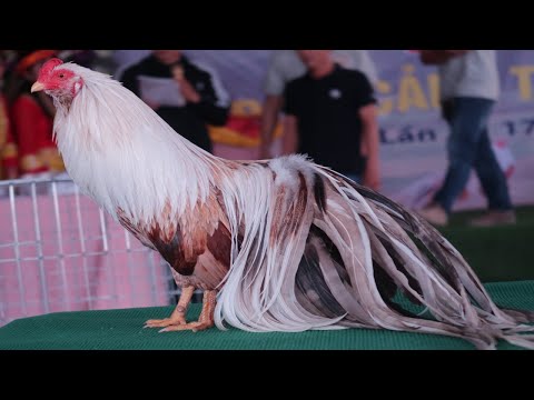 Top 10 Best Beautiful Rooster Chickens In Chicken Show - Rare Rooster Show Compilation 2020