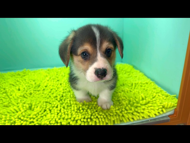 (子犬) 犬種：ウェルシュ・コーギー・ペンブローク 男の子 ブリーダー マロニエケンネル　MARRONNIER KENNEL k4045の画像