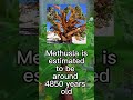 This Is The Oldest Tree In The World