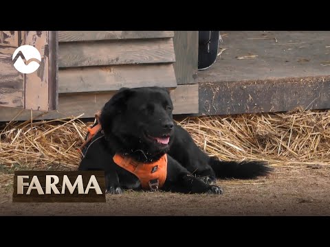 Pes začína útočiť na farmárov - FARMA