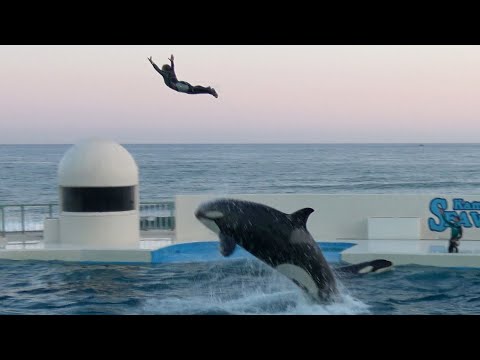 Killer Whale Show at Kamogawa Sea World 【4K】