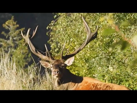 Premium Hirschjagd in den Karpaten