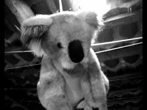 Koala - VBT10 - Qualifikation (Beat by BX)