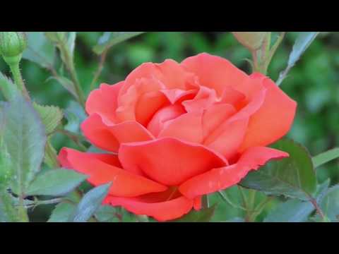 Pratique Felicidade video
