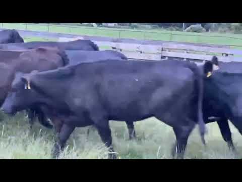 20 Angus heifers - Image 2