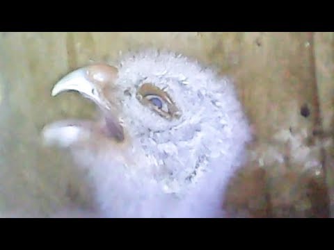 Florida Screech Owl Nest Box Camera Live Stream - Four Owlets