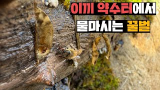 이끼랑 화분 사와서 썩은 나무에 꿀벌들 약수터 만들어주기