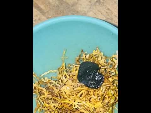 Fresh frozen bolando🧊🥶