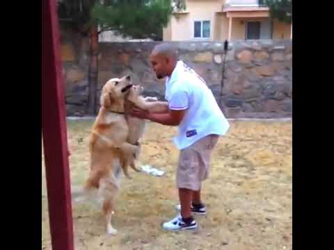 Pet cat dog attack on owner