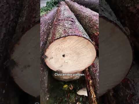 Holzpreis passt – aber viel zu spät geerntet. Überstärke frisst Gewinn. 🌲💸