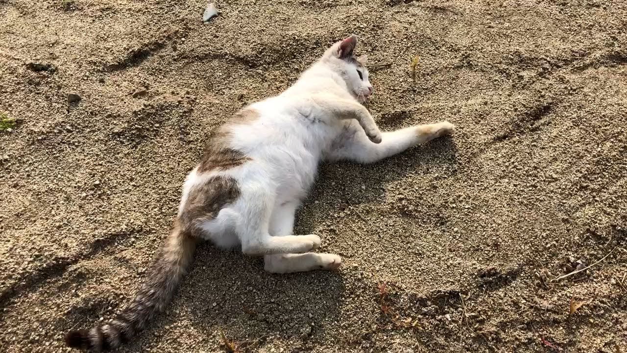 野良猫のモーニングルーティーン