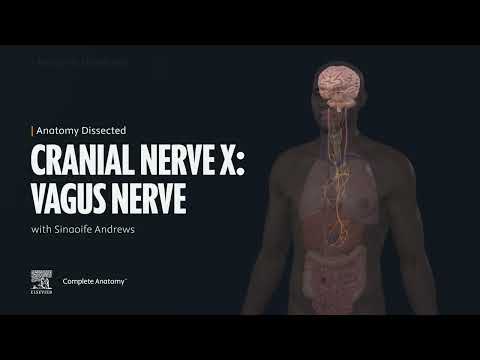 Anatomy Dissected: Cranial Nerve X (vagus nerve)