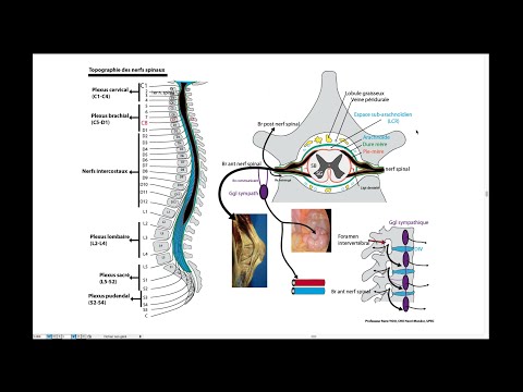 29_Système nerveux 3