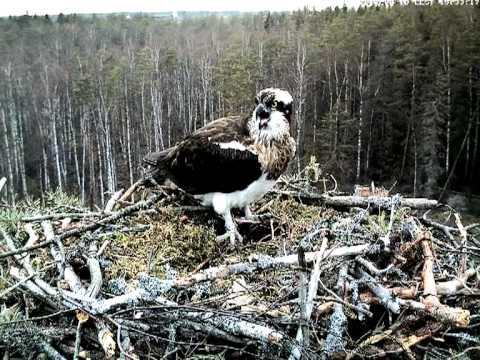 Osprey Nest 120419 20 - Calling