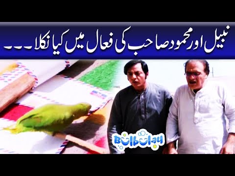 Nabeel Aur Mehmood Sahab Ki Faal Mein Kiya Nikla - Khoobsurat #bulbulay