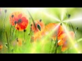 Фон для видеомонтажа Солнце и маки Sun&Poppies Video Background 