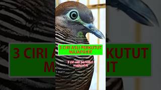 Download lagu 3 Ciri Asli Perkutut Majapahit #shorts #perkutut #burungperkutut #disentraburung #perkututmajapahit mp3 Download lagu 3 Ciri Asli Perkutut Majapahit #shorts #perkutut #burungperkutut #disentraburung #perkututmajapahit mp3