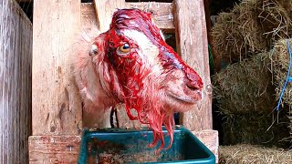 I Hate Horn Scurs | Farm Life Dairy Goat VLOG