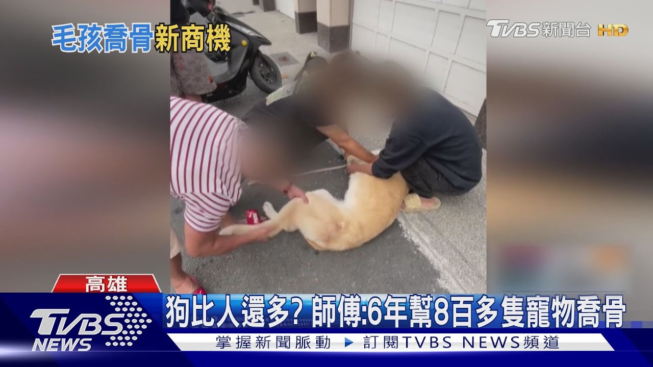排隊也甘願！　不忍愛犬開刀高雄「國術館」寵物喬骨暴紅
