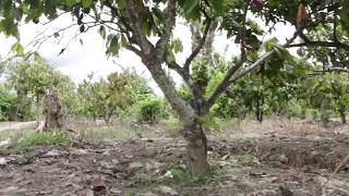 Coklat Bubuk Asli Petani Bantaeng