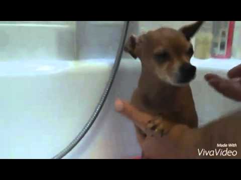 My chihuahua puppy 🐶 making bath