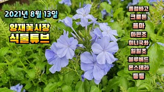 양재꽃시장 식물튜브 [마편초, 팬타스, 로엘리아, 포인세치아, 블루스타 고사리, 크로톤, 칼라데아 오나타 등…