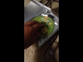 Opening To Spongebob Squarepants Lost At Sea 2003 Dvd