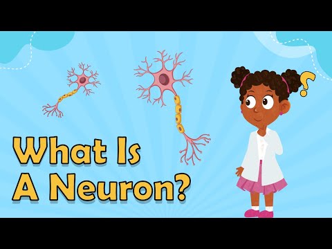 What Is A Neuron? | Facts About the Brain | Biology Facts for Kids | Fun Science Facts For Kids