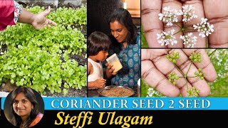 கொத்தமல்லி வரலாறு | Life of Coriander - Seed to Seed | How to grow Coriander at Home in Tamil