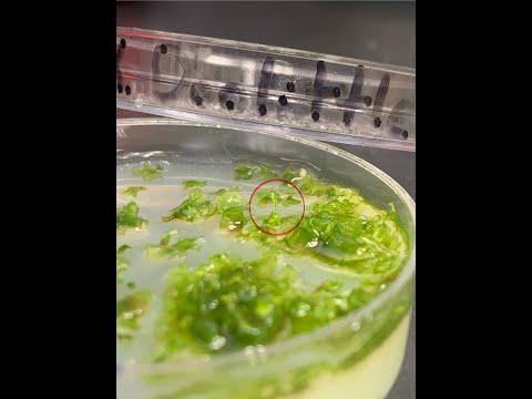 Growing Maidenhair Ferns: Spore to Adult!