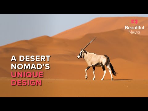 Beautiful News | How the oryx cracked the code to thriving in the desert