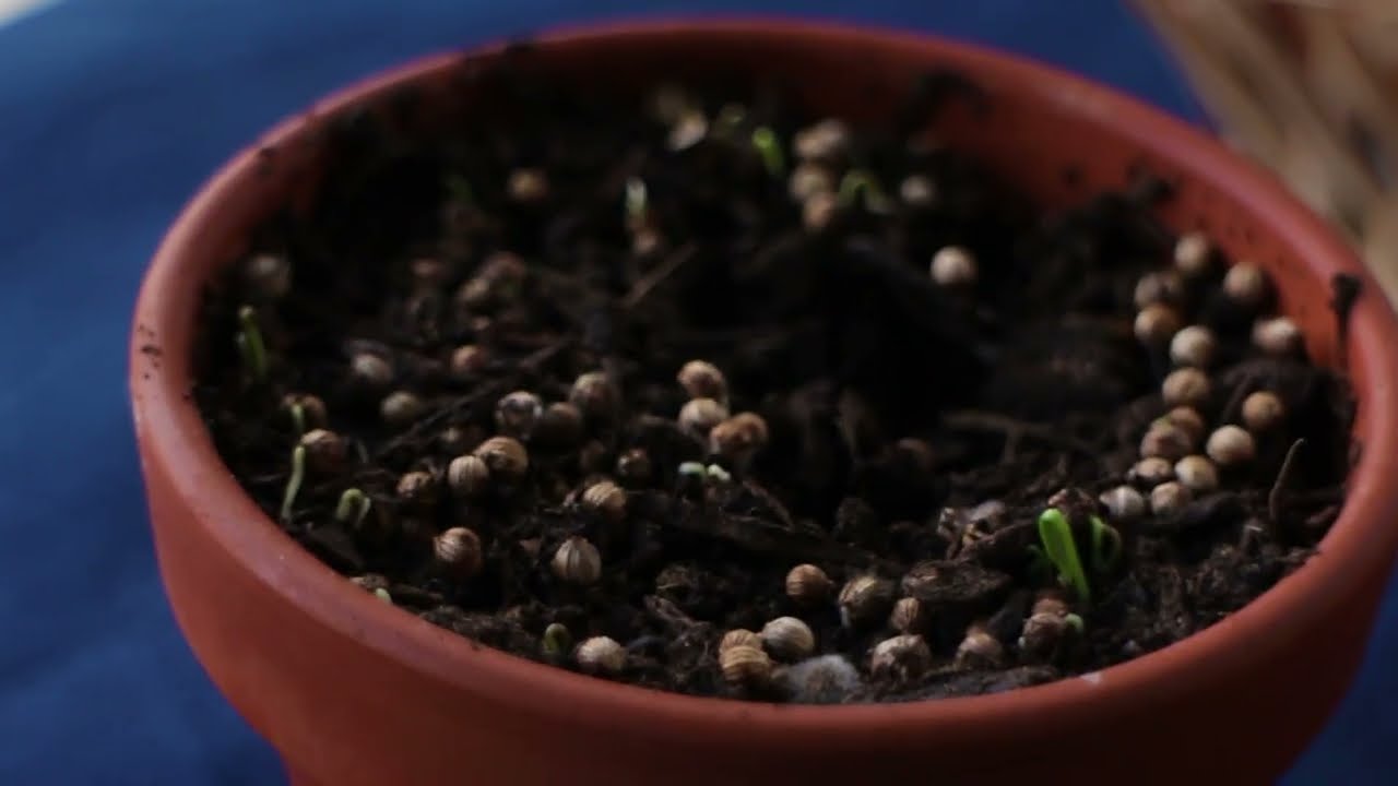Miniature de la vidéo sur la pédagogie de Yashi