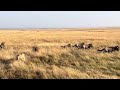 Lion Kills A Wildebeest In Mara