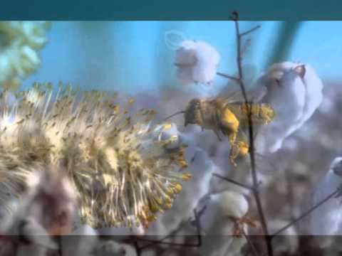 Decree for breaking a soul contract - Ibiatan Upadian