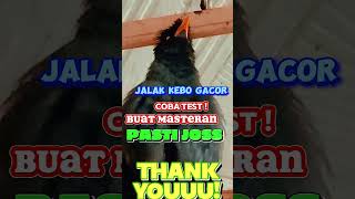 Download lagu Jalak Kebo Gacor, COBA TEST ! Buat MASTERAN pasti Joss mp3 Download lagu Jalak Kebo Gacor, COBA TEST ! Buat MASTERAN pasti Joss mp3