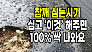 참깨 심는시기 심고 '이것' 해주면 100% 싹 나와요