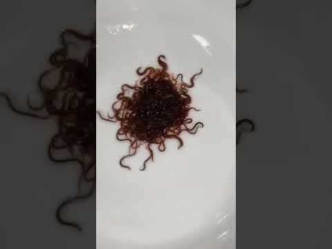 VEJA QUE BICHOS MAIS NOJENTOS