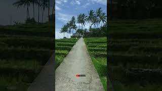 Download lagu Pesawahan Yang Indah | Desa Tanjung Barulak #Shorts mp3
