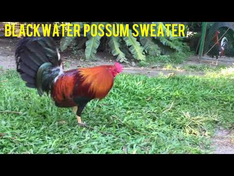 BLACKWATER POSSUM SWEATER