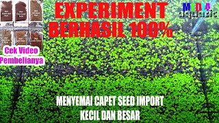 CARA MUDAH MENANAM CARPET SEED AQUASCAPE