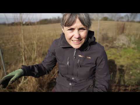 Hvad er forskellen på efterårs- og sommerhindbær? #hindbær 3