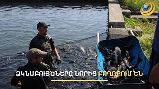 Երկխոսություն՝ ոստիկանական պատի վրայով. նախարար Սիմիդյանը ձկնաբույծներին չընդունեց