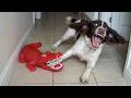 Over-Dramatic Animals Who Deserve an Oscar 😂 Funniest Animal Videos 2026 DEFAULT Thumbnail
